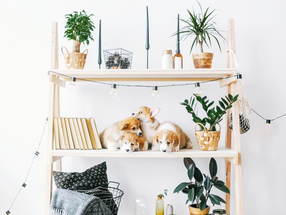 Tierfreundliche Hauspflanzen